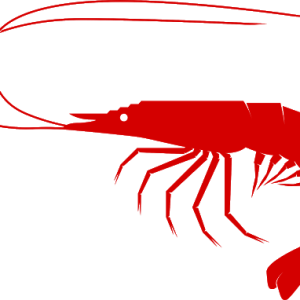 Shrimp PNG image
