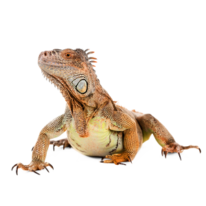 Iguana PNG