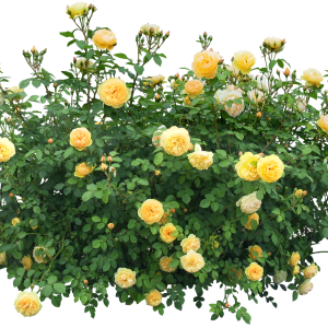 Bush PNG image