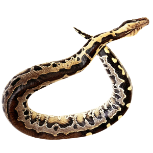 Anaconda PNG