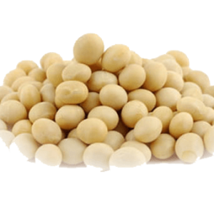 Soybean PNG