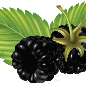 Blackberry PNG