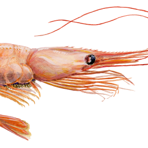 Shrimp PNG image
