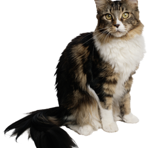 Cat PNG