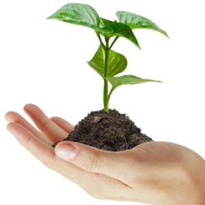 Soil in hand PNG