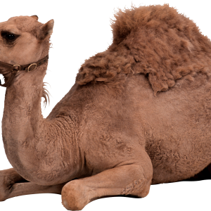Camel PNG