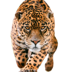 Jaguar PNG