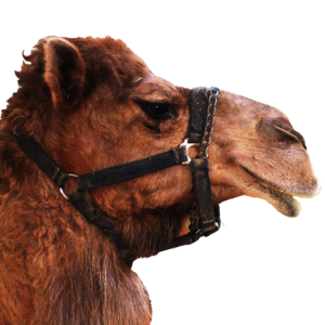 Camel PNG
