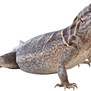 Lizard PNG