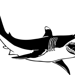 Shark PNG image