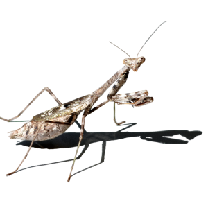 Mantis PNG