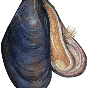 Mussel PNG