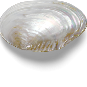 Mussel PNG