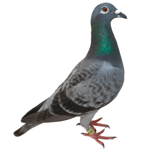 Pigeon PNG