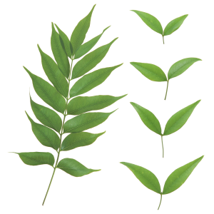 Green leaf PNG