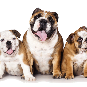 three bulldogs PNG