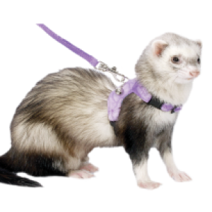 Ferret PNG