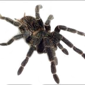 Spider PNG image