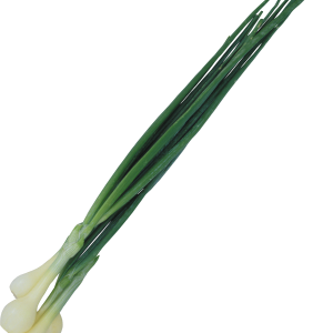 Leek PNG