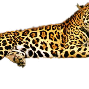 Leopard PNG