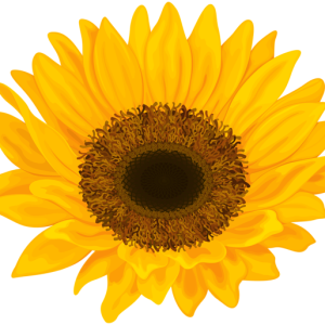 Sunflower PNG
