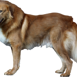 Dog PNG