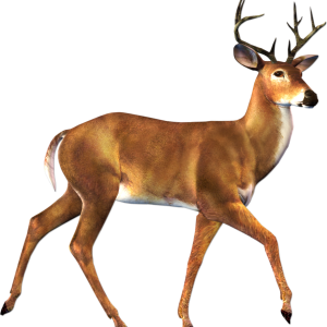 Deer PNG image