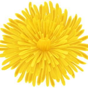 Dandelion PNG