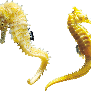 Seahorse PNG