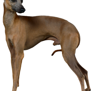 Dog PNG