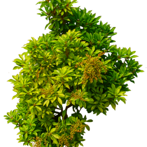 Bush PNG image