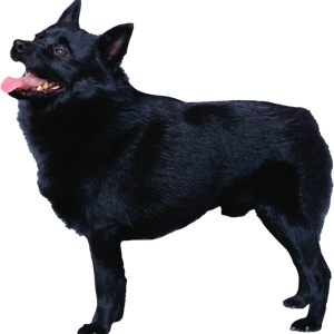 Dog PNG