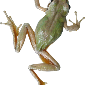 Frog PNG