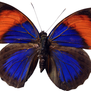 Butterfly PNG