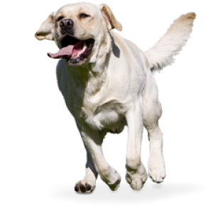 Labrador Retriever PNG