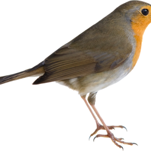 Bird PNG