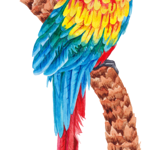 Parrot PNG image