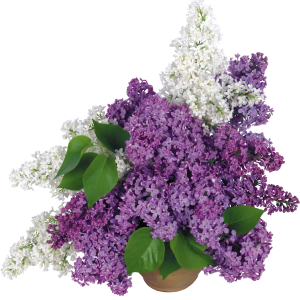 Lilac PNG