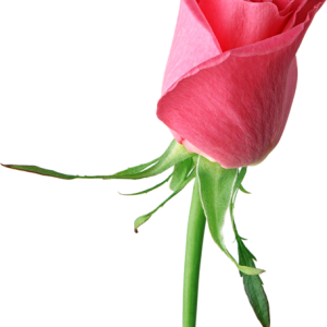 Rose PNG