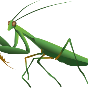 Mantis PNG