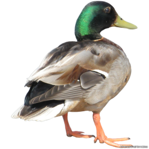 Duck PNG image