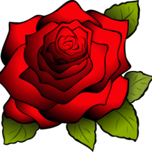 Rose PNG