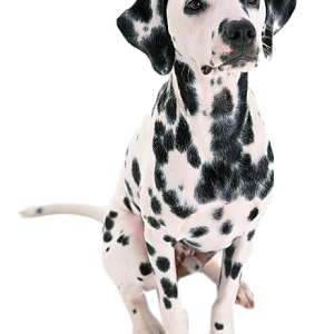 Dalmatian PNG