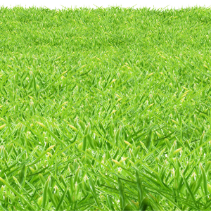 grass png image, green grass PNG picture
