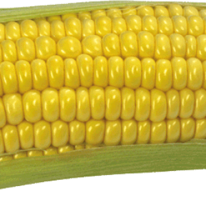 Corn PNG image