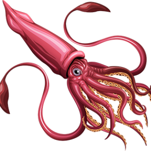 Squid PNG
