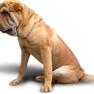 dog PNG image