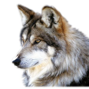 Wolf PNG