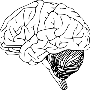 Brain PNG