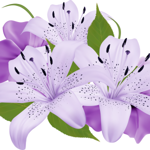 Lilium PNG